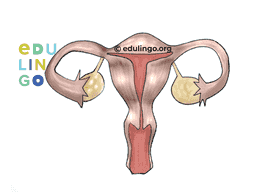 Thumbnail: Female Reproductive Organ in German