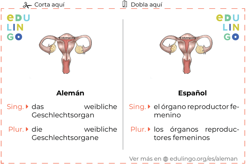 Ficha de Vocabulario Órgano reproductor femenino en alemán para imprimir, practicar y aprender