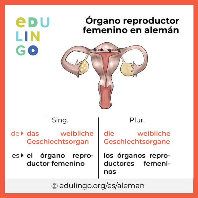 Imagen de vocabulario Órgano reproductor femenino en alemán con singular y plural para descargar e imprimir