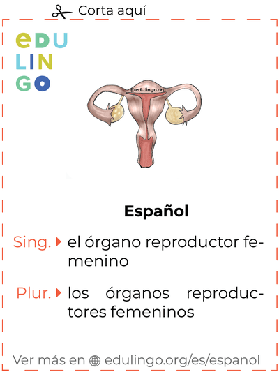 Ficha de Vocabulario Órgano reproductor femenino en español para imprimir, practicar y aprender