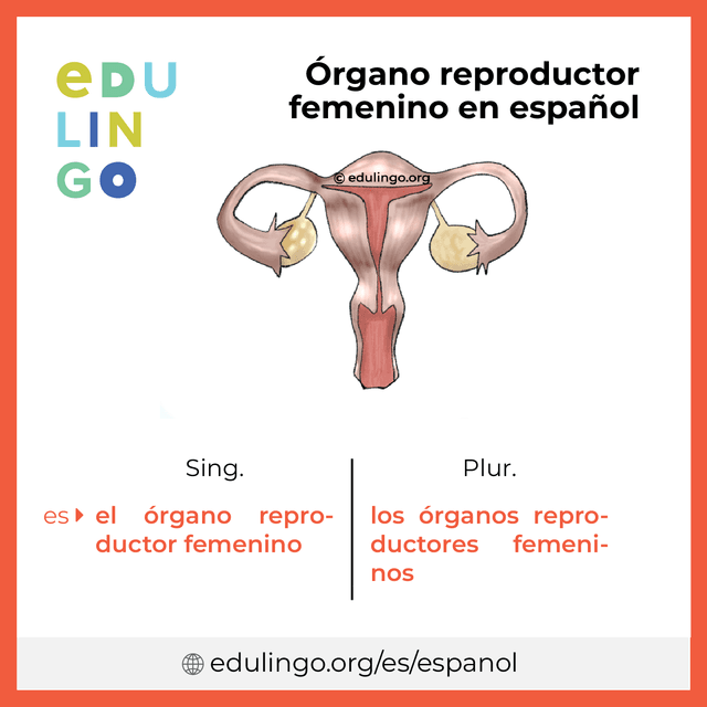 Imagen de vocabulario Órgano reproductor femenino en español con singular y plural para descargar e imprimir
