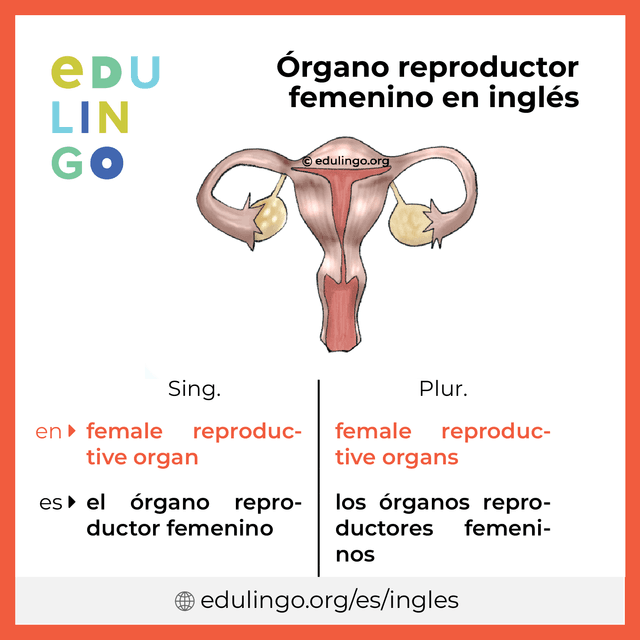 Imagen de vocabulario Órgano reproductor femenino en inglés con singular y plural para descargar e imprimir