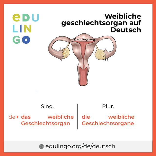 Weibliche geschlechtsorgan auf Deutsch Vokabelbild mit Singular und Plural zum Herunterladen und Ausdrucken