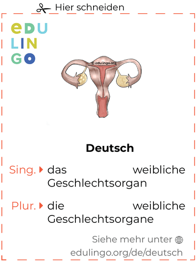 Weibliche geschlechtsorgan auf Deutsch Vokabelkartei zum Ausdrucken, Üben und Lernen