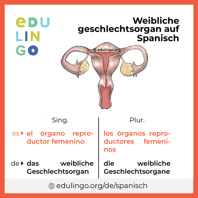 Weibliche geschlechtsorgan auf Spanisch Vokabelbild mit Singular und Plural zum Herunterladen und Ausdrucken