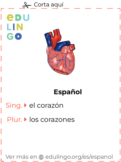 Ficha de Vocabulario Corazón en español para imprimir, practicar y aprender