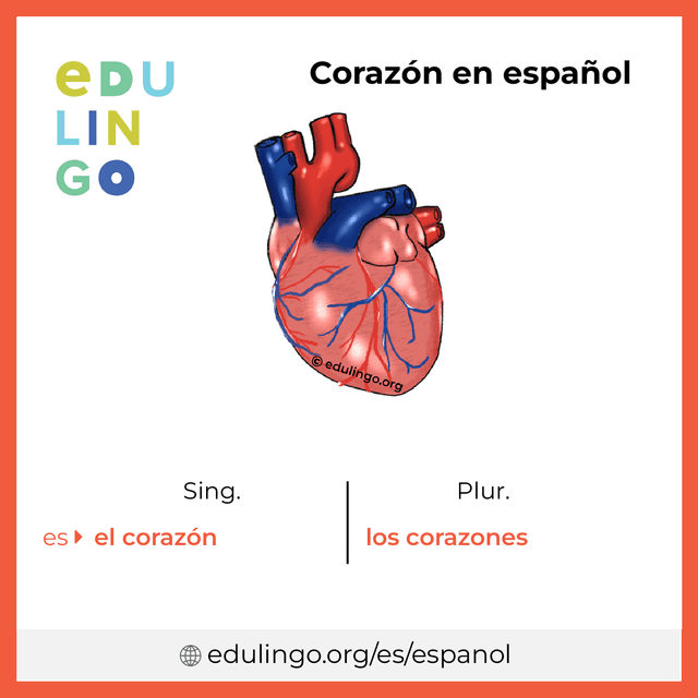 Imagen de vocabulario Corazón en español con singular y plural para descargar e imprimir