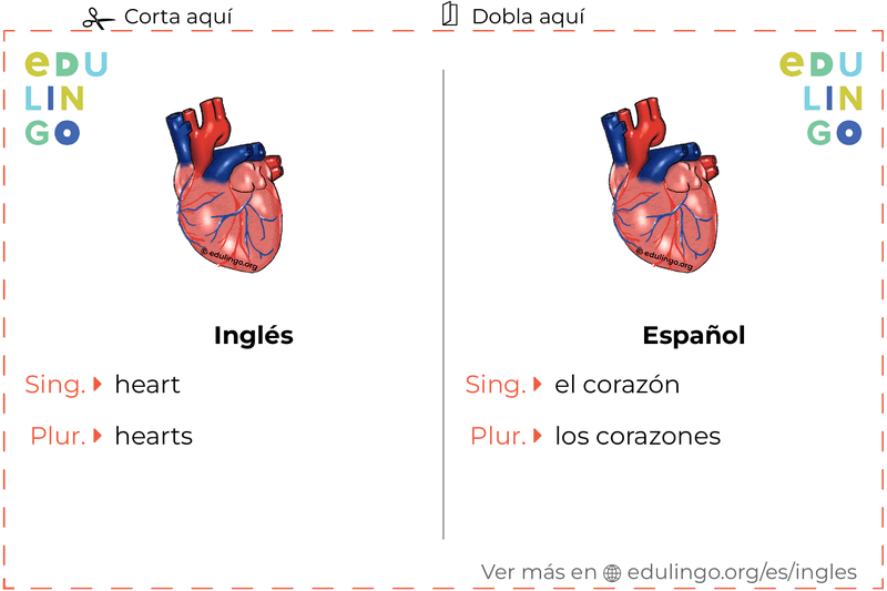 Ficha de Vocabulario Corazón en inglés para imprimir, practicar y aprender