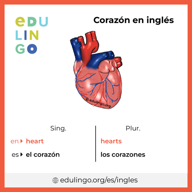 Imagen de vocabulario Corazón en inglés con singular y plural para descargar e imprimir