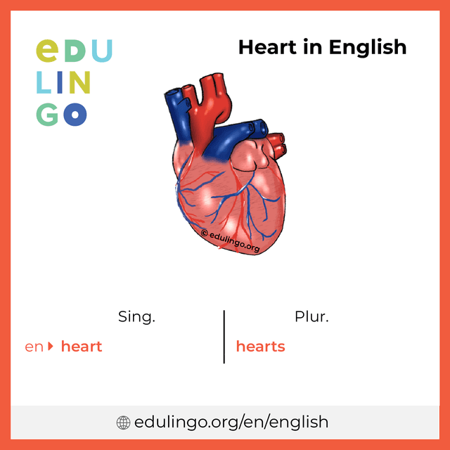 Heart in English vocabulary picture with singular and plural for download and printing