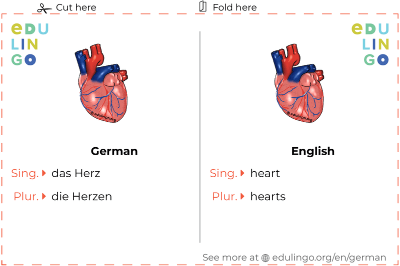 Heart in German vocabulary flashcard for printing, practicing and learning