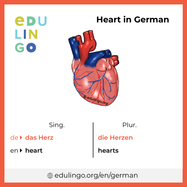 Heart in German vocabulary picture with singular and plural for download and printing