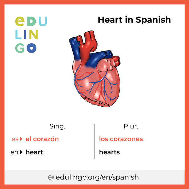 Heart in Spanish vocabulary picture with singular and plural for download and printing