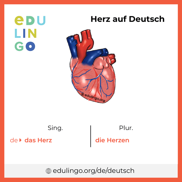 Herz auf Deutsch Vokabelbild mit Singular und Plural zum Herunterladen und Ausdrucken