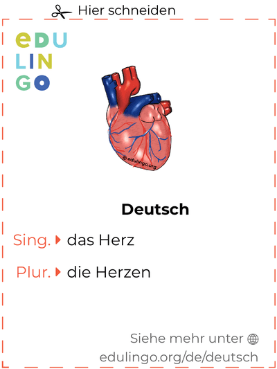 Herz auf Deutsch Vokabelkartei zum Ausdrucken, Üben und Lernen