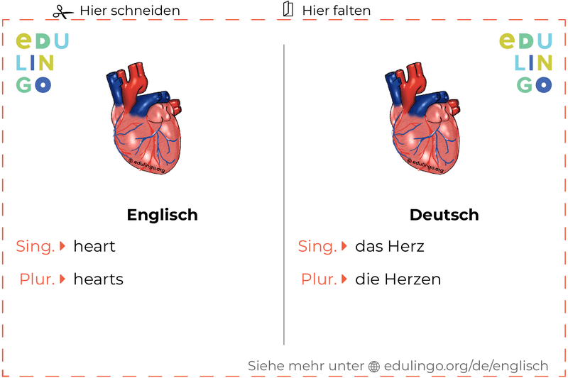 Herz auf Englisch Vokabelkartei zum Ausdrucken, Üben und Lernen