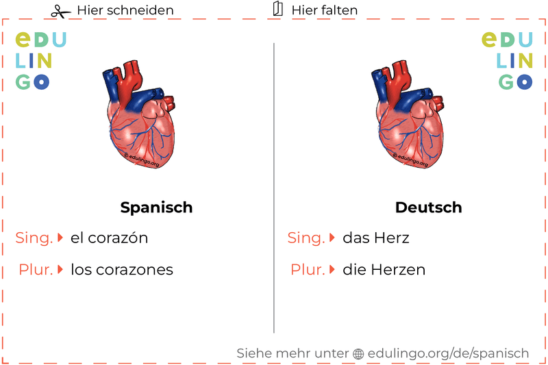 Herz auf Spanisch Vokabelkartei zum Ausdrucken, Üben und Lernen