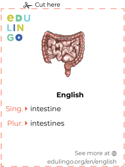 Intestine in English vocabulary flashcard for printing, practicing and learning