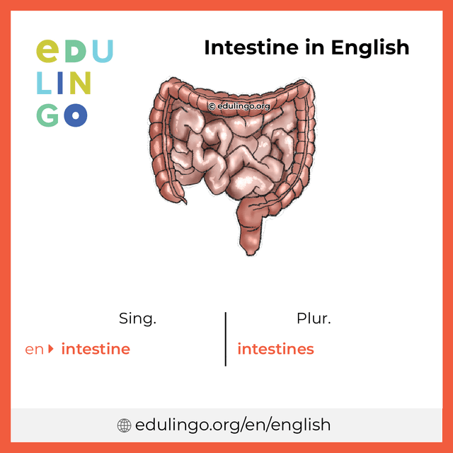 Intestine in English vocabulary picture with singular and plural for download and printing