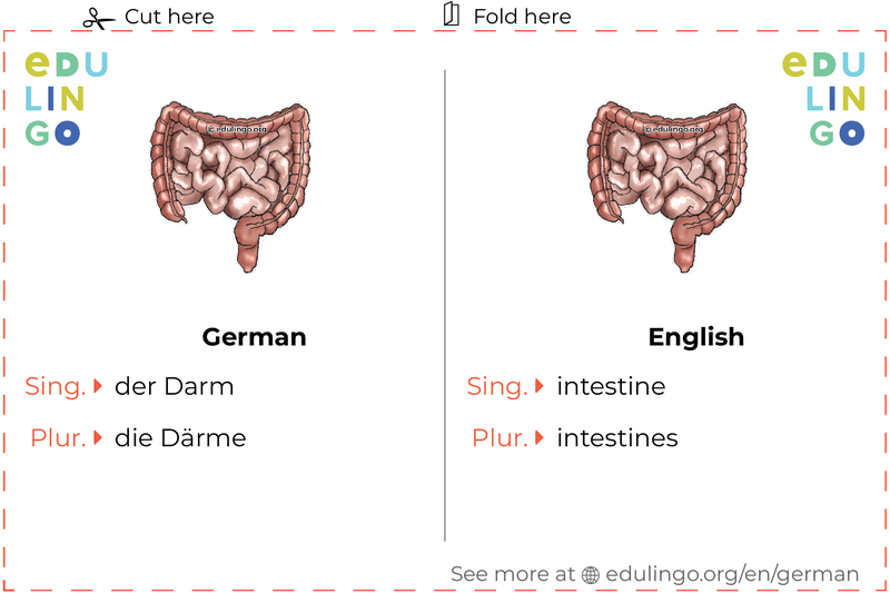 Intestine in German vocabulary flashcard for printing, practicing and learning
