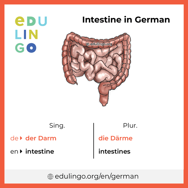 Intestine in German vocabulary picture with singular and plural for download and printing