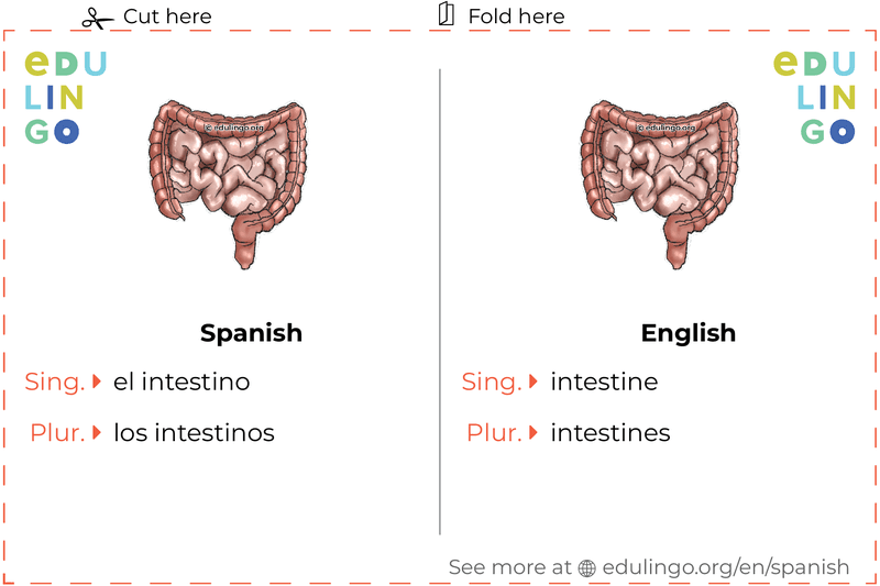 Intestine in Spanish vocabulary flashcard for printing, practicing and learning