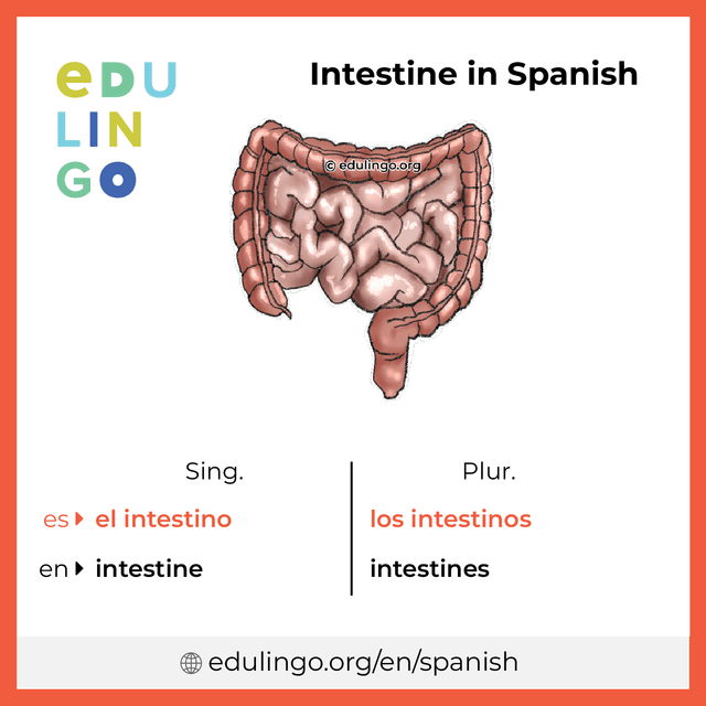 Intestine in Spanish vocabulary picture with singular and plural for download and printing