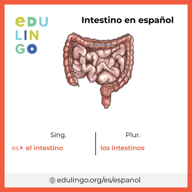 Imagen de vocabulario Intestino en español con singular y plural para descargar e imprimir