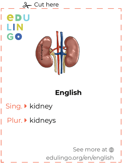 Kidney in English vocabulary flashcard for printing, practicing and learning