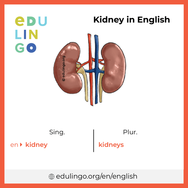 Kidney in English vocabulary picture with singular and plural for download and printing