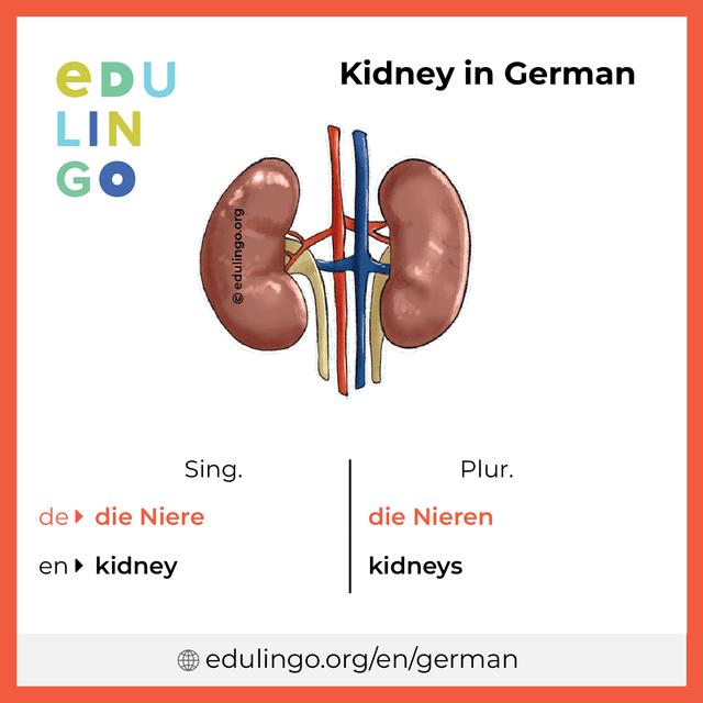 Kidney in German vocabulary picture with singular and plural for download and printing
