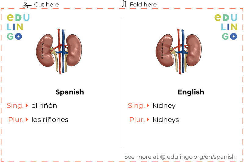 Kidney in Spanish vocabulary flashcard for printing, practicing and learning