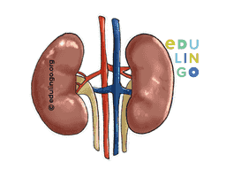Thumbnail: Kidney in English