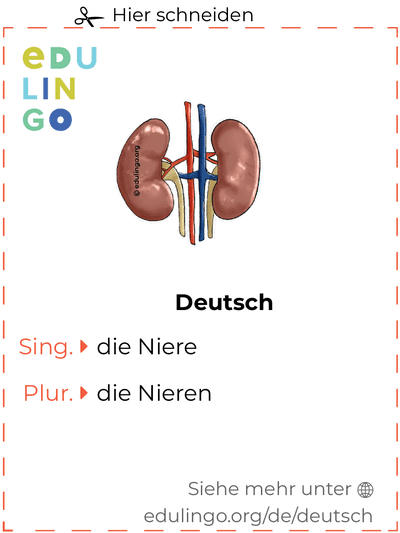 Niere auf Deutsch Vokabelkartei zum Ausdrucken, Üben und Lernen
