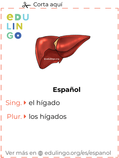 Ficha de Vocabulario Hígado en español para imprimir, practicar y aprender