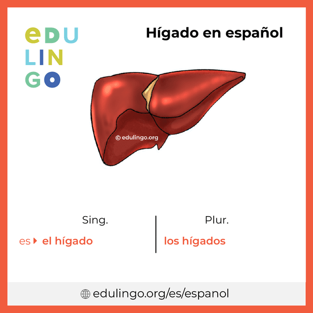 Imagen de vocabulario Hígado en español con singular y plural para descargar e imprimir