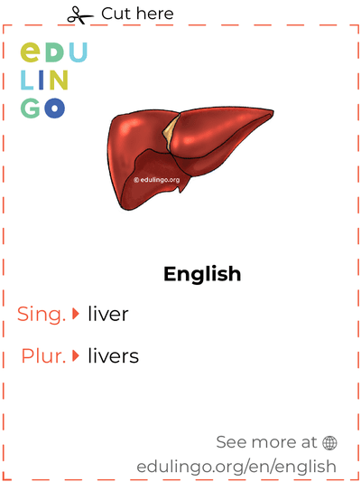 Liver in English vocabulary flashcard for printing, practicing and learning