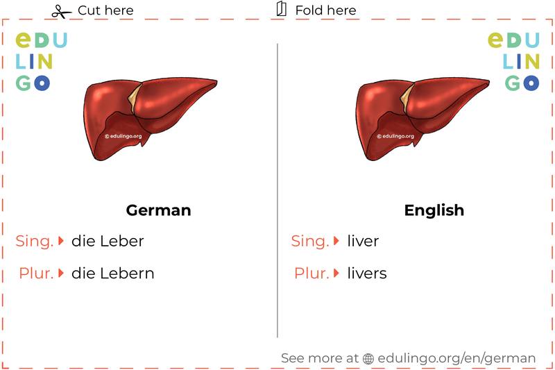 Liver in German vocabulary flashcard for printing, practicing and learning