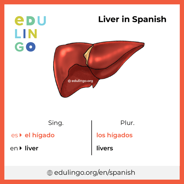Liver in Spanish vocabulary picture with singular and plural for download and printing