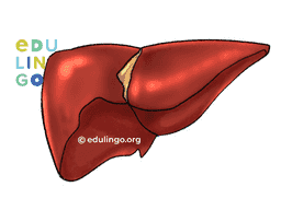 Thumbnail: Liver in English