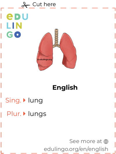 Lung in English vocabulary flashcard for printing, practicing and learning