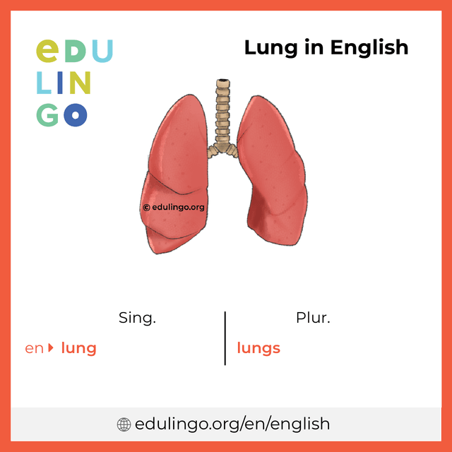 Lung in English vocabulary picture with singular and plural for download and printing