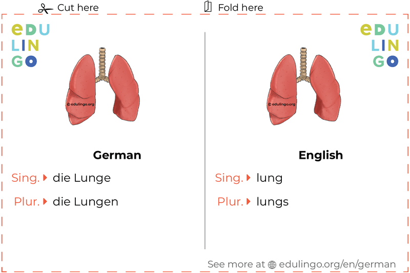 Lung in German vocabulary flashcard for printing, practicing and learning