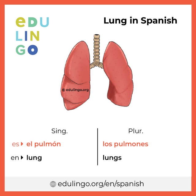 Lung in Spanish vocabulary picture with singular and plural for download and printing
