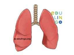 Thumbnail: Lung in English