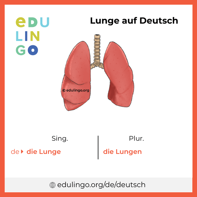 Lunge auf Deutsch Vokabelbild mit Singular und Plural zum Herunterladen und Ausdrucken
