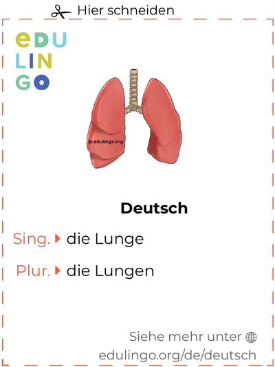 Lunge auf Deutsch Vokabelkartei zum Ausdrucken, Üben und Lernen