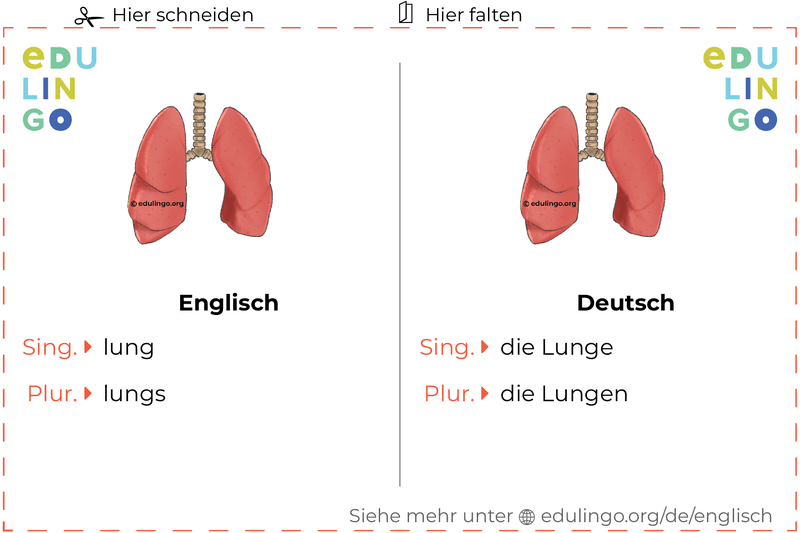 Lunge auf Englisch Vokabelkartei zum Ausdrucken, Üben und Lernen