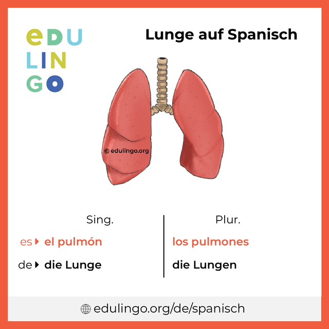 Lunge auf Spanisch Vokabelbild mit Singular und Plural zum Herunterladen und Ausdrucken