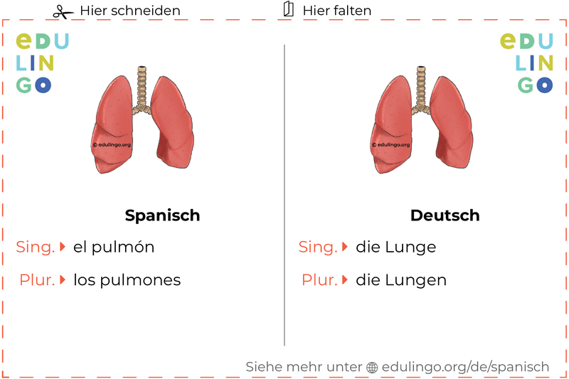 Lunge auf Spanisch Vokabelkartei zum Ausdrucken, Üben und Lernen